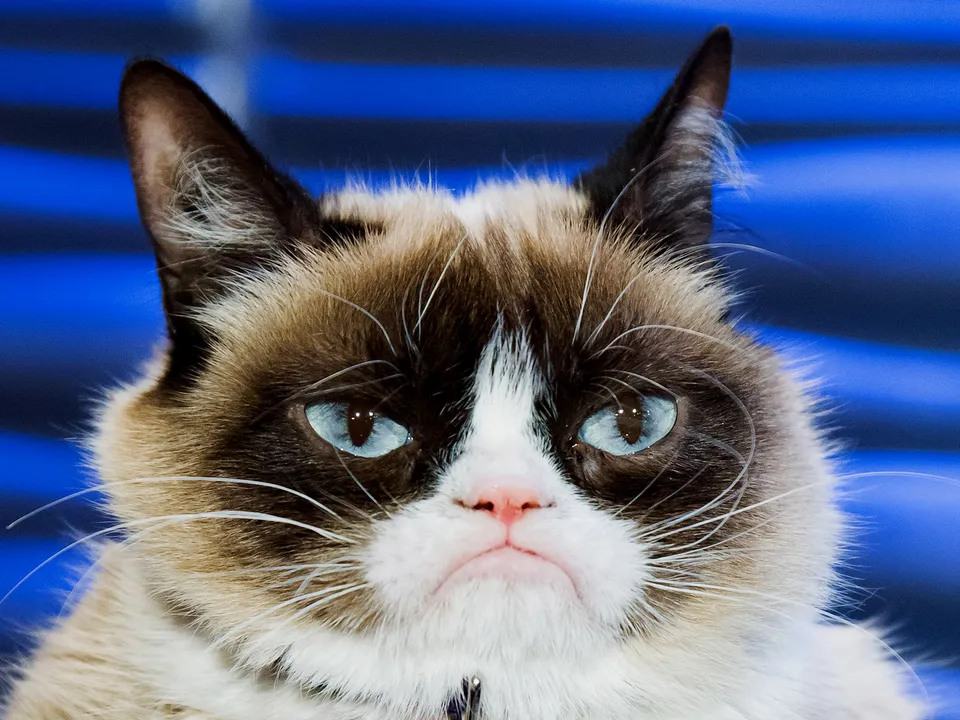 A grumpy cat, Head of Security